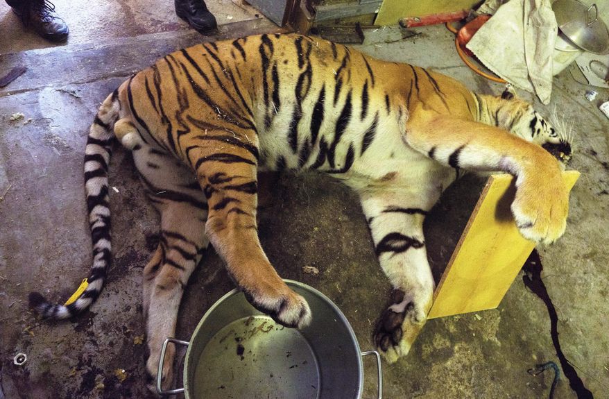 In this Monday July 16, 2018 photo provided by Czech Republic's Customs Office, a dead tiger lies on the ground near Prague, Czech Republic. On Tuesday June 4, 2019, a Czech court has convicted three men of killing critically endangered tigers and illegally trading in tiger products. They were arrested last year after police discovered the body of a recently killed tiger, a large number of skins of big cats and the bodies of 20 other protected animals during raids conducted in Prague and elsewhere in the country. (Czech Republic's Customs Office via AP)
