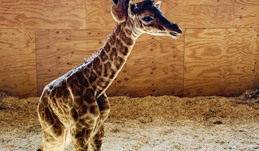 This March 16, 2019 photo provided by Animal Adventure Park shows April the Giraffe with her new male calf on in Harpursville, N.Y. There will be no more babies for April, the giraffe that enthralled worldwide YouTube audiences with two livestreamed pregnancies and births.Jordan Patch, owner of Animal Adventure Park in Harpursville, New York, says Thursday, June 6, 2019 that 17-year-old April will start contraceptives Friday and retire from the park’s breeding program. (Animal Adventure Park via AP)