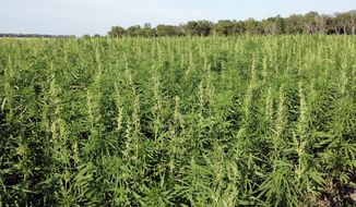 This July 2016 photo provided by the North Dakota Department of Agriculture shows industrial hemp growing in a field in North Dakota&#39;s Benson County. In Arizona, farmers will soon begin planting commercial hemp under a 2018 state law that just took effect once the state issues required licenses. (North Dakota Department of Agriculture via AP,File)