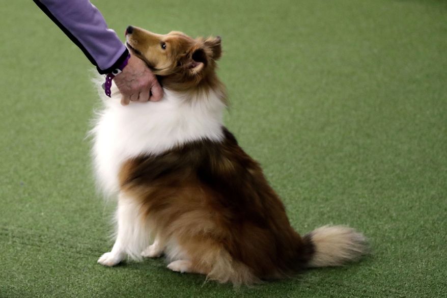 FILE - This Saturday, Feb. 9, 2019 file photo shows a Shetland sheepdog at the Westminster Kennel Club Dog Show in New York. A study published Thursday, June 6, 2019 in the journal Scientific Reports, suggests that dogs owners experiencing long bouts of stress can actually transfer the stress to their dogs like a contagious infection. (AP Photo/Wong Maye-E)