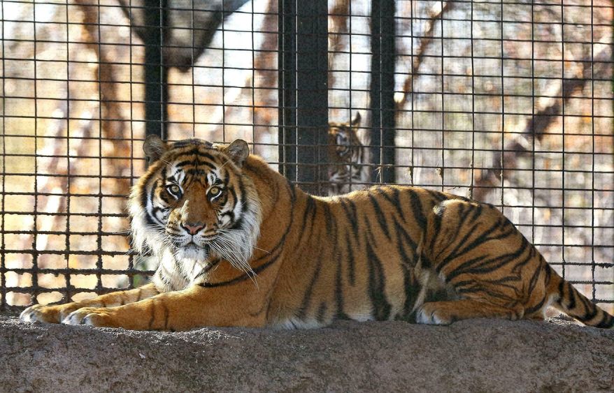 FILE - This Nov. 2018, file photo shows Sanjiv, a Sumatran tiger at the Topeka Zoo in Topeka, Kan. The Topeka zoo says a tiger attacked a zookeeper after protocols for handling potentially dangerous animals were not followed. The zoo released a lengthy report Thursday, June, 6, 2019, detailing its internal review of the April 20 attack, when zookeeper Kristen Hayden-Ortega was seriously injured by Sanjiv. The report said "multiple" protocols and procedures concerning spaces occupied by tigers had prevented any similar attack at the zoo for decades.(Chris Neal/The Topeka Capital-Journal via AP, File)