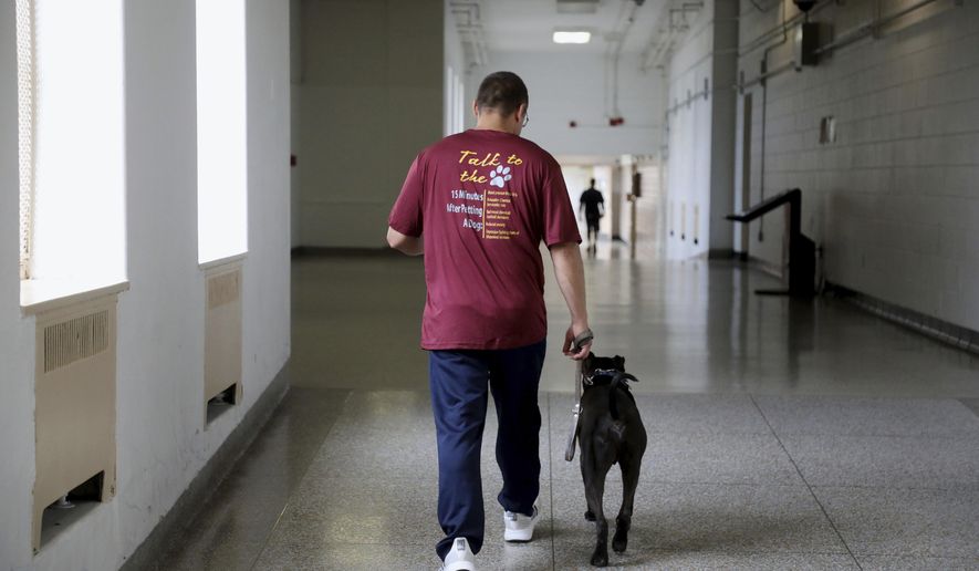 In this Friday May 31, 2019, photo, an inmate and dog handler walks a dog through the halls at the Mount Pleasant Correction Facility in Mount Pleasant, Iowa. Through the Fully Rescue Educational Development Program, inmates are paired with dogs from the PAW shelter in Fort Madison. The dogs stay with their handlers for about eight weeks, though that period sometimes varies based on the dogs' progress. Their handlers work with them extensively throughout their stay to correct problem behaviors and make them more suitable for adoption. (John Lovretta/The Hawk Eye via AP)
