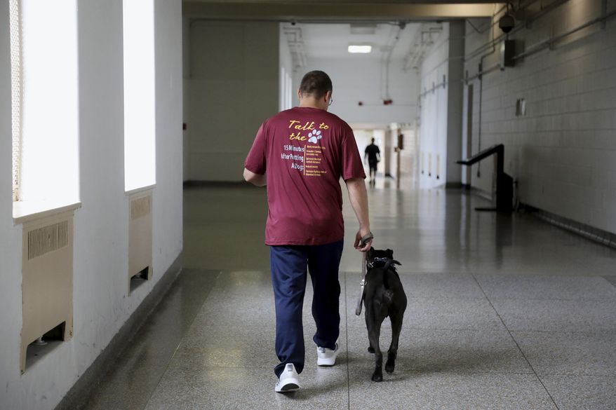 In this Friday May 31, 2019, photo, an inmate and dog handler walks a dog through the halls at the Mount Pleasant Correction Facility in Mount Pleasant, Iowa. Through the Fully Rescue Educational Development Program, inmates are paired with dogs from the PAW shelter in Fort Madison. The dogs stay with their handlers for about eight weeks, though that period sometimes varies based on the dogs' progress. Their handlers work with them extensively throughout their stay to correct problem behaviors and make them more suitable for adoption. (John Lovretta/The Hawk Eye via AP)