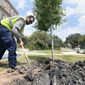 In this photo taken April 4, 2019, ISA certified arborist supervisor J.J. Aguilar, of SSC Services for Education, shovels dirt beside a young live oak tree, one of six new trees near Texas A&amp;amp;M University&#39;s Spirit Plaza planted to replace ones that were in poor health in College Station, Texas. Thousands of trees at the university are getting a closer look to make sure they are thriving. The Eagle reports the large-scale project involves recording data on the estimated 11,000 trees on campus to improve their health, plus to help make way for new trees. (Laura McKenzie/College Station Eagle via AP)