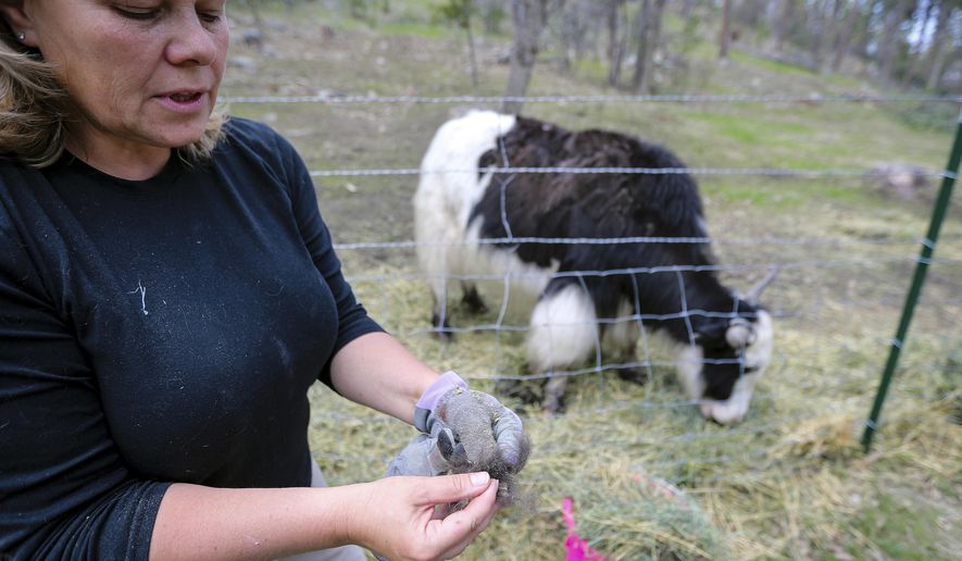 In a May 30, 2019 photo, Julie Smoragiewicz shows the fibre plucked from a yak at Yak Ridge Cabins and Farmstead near Cosmos Mystery Area in Rapid City. (Adam Fondren/Rapid City Journal via AP)