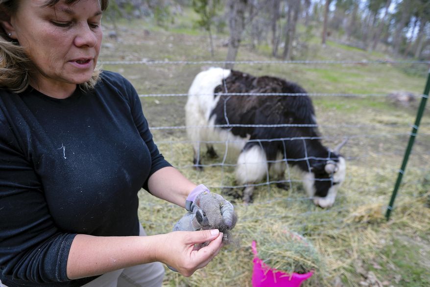In a May 30, 2019 photo, Julie Smoragiewicz shows the fibre plucked from a yak at Yak Ridge Cabins and Farmstead near Cosmos Mystery Area in Rapid City. (Adam Fondren/Rapid City Journal via AP)