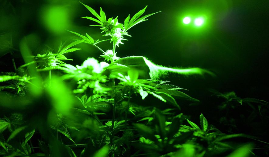 FILE - In this May 20, 2019, file photo photo head of cultivation at Loving Kindness Farms Jason Roberts checks one of his marijuana plants in a grow room wearing green lights not to wake them wake them during their night cycle in Gardena, Calif. A new study shoots down the notion that medical marijuana laws can prevent opioid overdose deaths. Chelsea Shover of Stanford University School of Medicine and colleagues reported the findings Monday, June 10, in Proceedings of the National Academy of Sciences. (AP Photo/Richard Vogel, File)