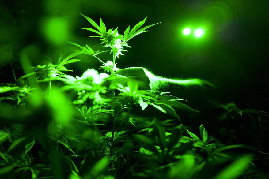 FILE - In this May 20, 2019, file photo photo head of cultivation at Loving Kindness Farms Jason Roberts checks one of his marijuana plants in a grow room wearing green lights not to wake them wake them during their night cycle in Gardena, Calif. A new study shoots down the notion that medical marijuana laws can prevent opioid overdose deaths. Chelsea Shover of Stanford University School of Medicine and colleagues reported the findings Monday, June 10, in Proceedings of the National Academy of Sciences. (AP Photo/Richard Vogel, File)