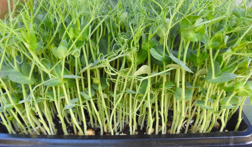 This May 3, 2019 photo shows an assortment of green pea microgreens growing in soil-laden trays at the Bayview, Wash., Farmers Market. Microgreens are usually larger than sprouts, are grown in soil rather than water for more taste and nutrient quality, and have produced their first growth of tiny leaves that haven't appeared yet on sprouts. (Dean Fosdick via AP)