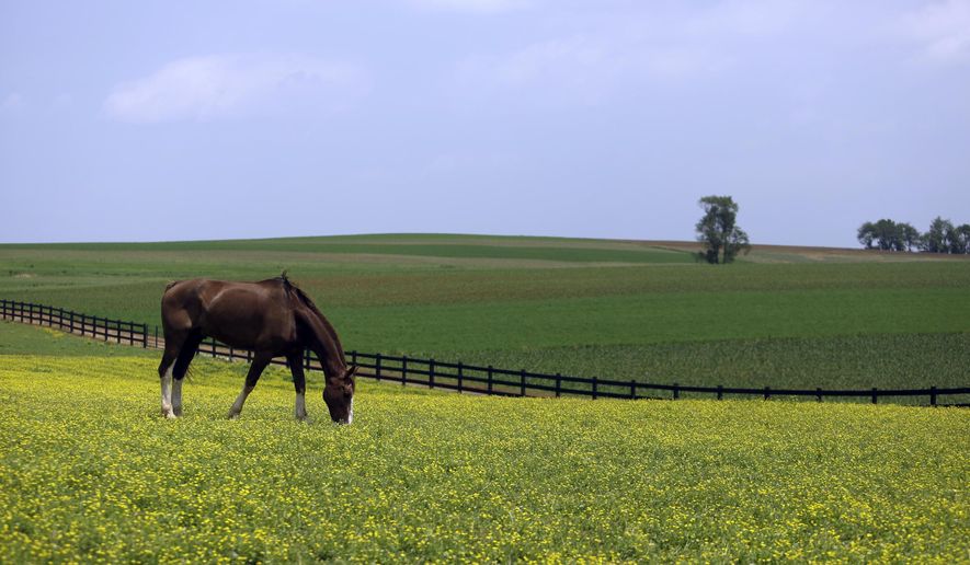 In this May 29, 2019, file photo a horse grazes in a fenced field at a farm outside Gordonville, Pa. in Lancaster County. (AP Photo/Jacqueline Larma, File)