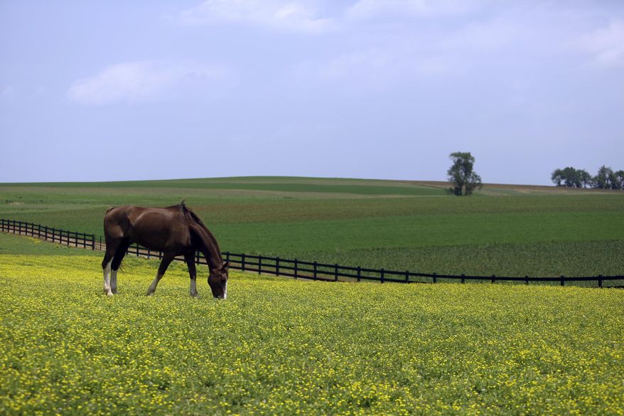 In this May 29, 2019, file photo a horse grazes in a fenced field at a farm outside Gordonville, Pa. in Lancaster County. (AP Photo/Jacqueline Larma, File)