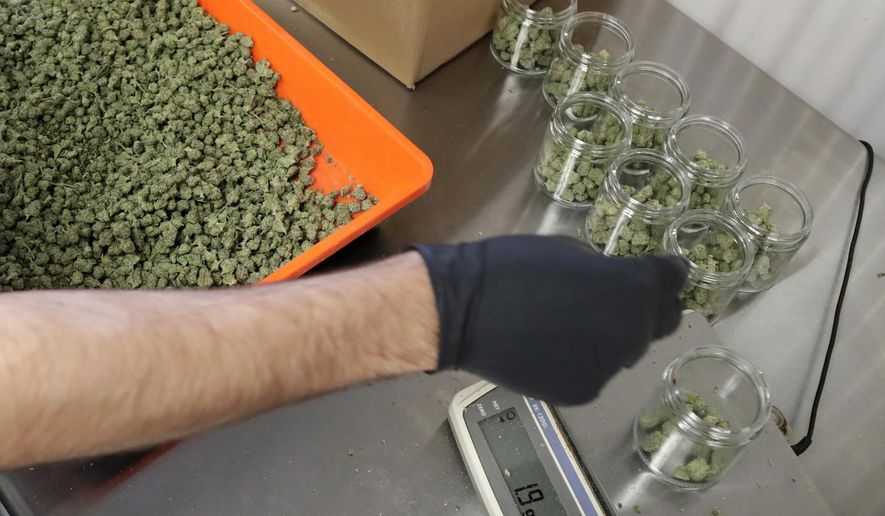 FILE - In this Friday, March 22, 2019 file photo, an employee at a medical marijuana dispensary in Egg Harbor Township, N.J., sorts buds into prescription bottles. At the end of 2018, about 1.4 million Americans are actively using marijuana to treat to treat anxiety, sleep apnea, cancer and other conditions, according to an Associated Press analysis of states that track medical marijuana patients. (AP Photo/Julio Cortez, File)