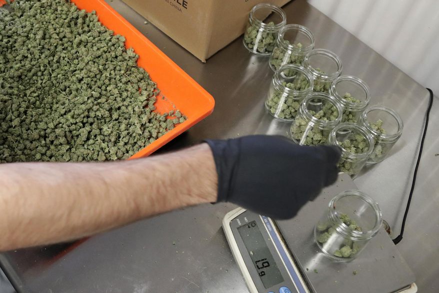 FILE - In this Friday, March 22, 2019 file photo, an employee at a medical marijuana dispensary in Egg Harbor Township, N.J., sorts buds into prescription bottles. At the end of 2018, about 1.4 million Americans are actively using marijuana to treat to treat anxiety, sleep apnea, cancer and other conditions, according to an Associated Press analysis of states that track medical marijuana patients. (AP Photo/Julio Cortez, File)