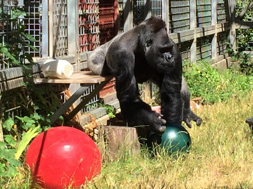 FILE - In this 2016 file photo provided by the Cincinnati Zoo and Botanical Garden, the silverback gorilla Ndume picks up a toy at The Gorilla Foundation&#x27;s preserve in California&#x27;s Santa Cruz mountains.  Documents in federal court in San Francisco show that The Gorilla Foundation balked at a June 4, 2019 return requested by the Cincinnati Zoo &amp;amp; Botanical Garden, saying Ndume has a bacterial infection that could worsen during a stressful move.  (Ron Evans/Cincinnati Zoo and Botanical Garden via AP, File)