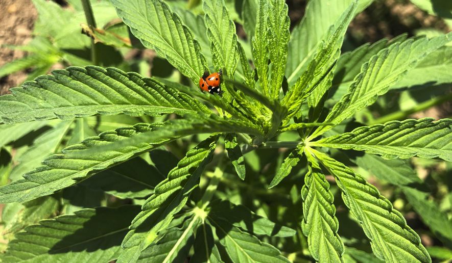 In this Thursday, June 13, 2019, photo, a lady bug sits on a leaf of a young hemp plant at a research station in Aurora, Ore., that's part of Oregon State University's newly formed Global Hemp Innovation Center. (AP Photo/Gillian Flaccus)