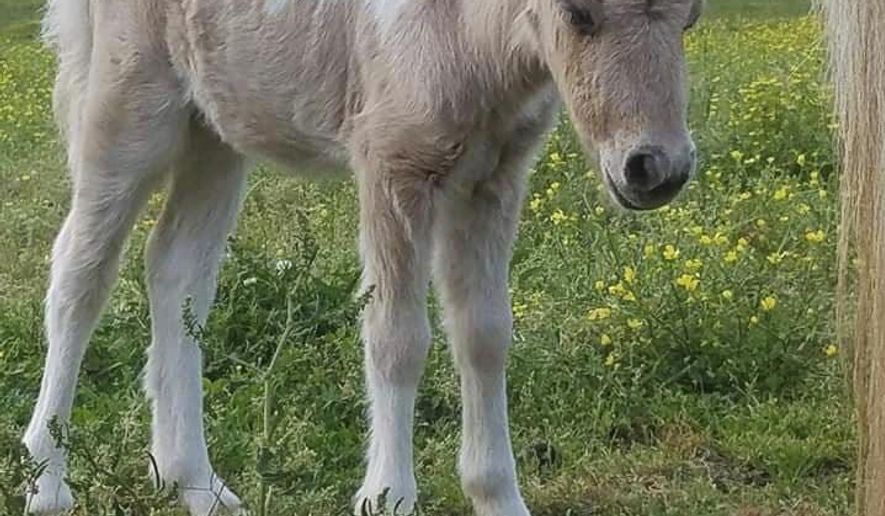 This undated photo provided by Kate Nichols shows a miniature pony named Pikachu in Fountain Inn, S.C. Nichols, the owner of a miniature pony, believes the animal was stolen from her South Carolina home. (Kate Nichols via AP)