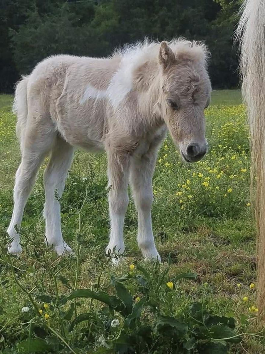This undated photo provided by Kate Nichols shows a miniature pony named Pikachu in Fountain Inn, S.C. Nichols, the owner of a miniature pony, believes the animal was stolen from her South Carolina home. (Kate Nichols via AP)