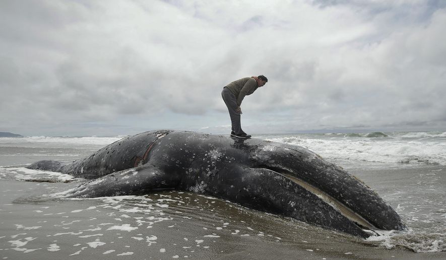 FILE - In this May 6, 2019 file photo, Duat Mai stands atop a dead whale at Ocean Beach in San Francisco. Federal officials are asking waterfront landowners in western Washington to volunteer their properties to be the final resting place for dead gray whales. The National Oceanic and Atmospheric Administration Fisheries says so many gray whale carcasses have washed up this year they've run out of locations where they can be left to decompose. (AP Photo/Jeff Chiu, File)