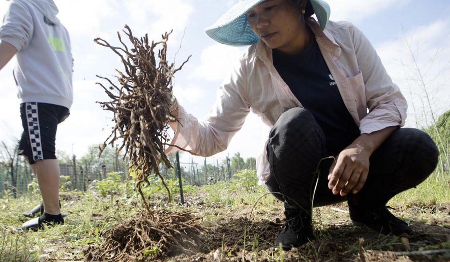 In this May 11, 2019 photo, Mary Tamang digs out asparagus roots while working on a community garden plot at the Franciscan Sisters of the Poor in Hartwell, a neighborhood in Cincinnati. The majority of gardeners on this acre are refugees, some of the 12,000 Bhutanese who have resettled in Cincinnati. Most, like Tamang, came to this country after spending years, if not decades, in Nepalese camps. (Albert Cesare/The Cincinnati Enquirer via AP)