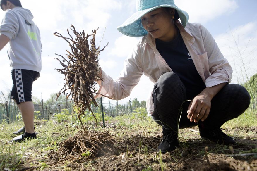 In this May 11, 2019 photo, Mary Tamang digs out asparagus roots while working on a community garden plot at the Franciscan Sisters of the Poor in Hartwell, a neighborhood in Cincinnati. The majority of gardeners on this acre are refugees, some of the 12,000 Bhutanese who have resettled in Cincinnati. Most, like Tamang, came to this country after spending years, if not decades, in Nepalese camps. (Albert Cesare/The Cincinnati Enquirer via AP)