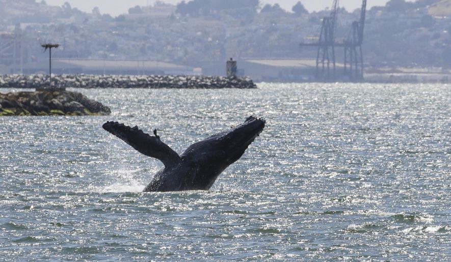 This June 2, 2019, file photo provided by the Marine Mammal Center shows a humpback whale in Alameda, Calif. (Bill Keener/Marine Mammal Center via AP) ** FILE **