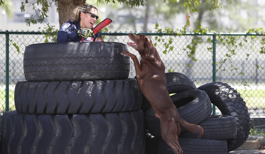Miami-Dade firefighter/paramedic Maggie Castro gives up and hands a toy to search-and-rescue dog Zeus after the chocolate Labrador found her hiding in a stack of tires during a demonstration, Wednesday, June 19, 2019, at the Miami-Dade Fire Rescue Training Facility in Miami. Specializing in urban search and rescue, the Miami-based, 210-personnel Florida Task Force 1 have responded to numerous disasters, including the Florida Panhandle after Hurricane Michael and in Haiti after the 2010 earthquake. (AP Photo/Wilfredo Lee)