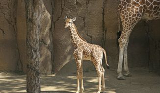This May 24, 2018 photo shows Dallas Zoo&#39;s newest giraffe born April 25, makeing its first scheduled public appearance in Dallas.  The 1-year-old giraffe has died during a medical exam and officials want to know what caused the death of the animal named for Dallas Cowboys tight end Jason Witten. Dallas Zoo officials tweeted that the giraffe named Witten was not sick prior to Monday, June 17, 2019 examination amid plans to transfer him to a Canadian zoo for a species breeding program. (Louis DeLuca/The Dallas Morning News via AP)