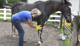Megan Willette wipes down her horse Royal with a rag soaked in a gnat and fly repellant Tuesday at her home near St. Peter. For livestock, the overabundance of gnats can be more than just annoying, causing weight loss and stress and in some cases killing animals, particularly poultry. (Pat Christman/The Free Press via AP)
