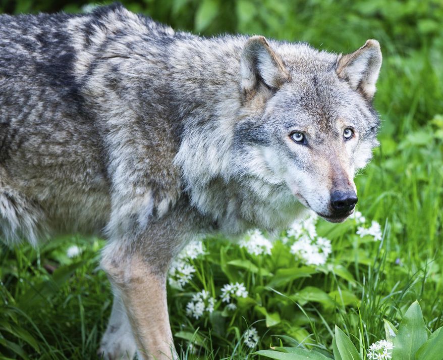 File -- In this Tuesday, May 7, 2019 photo a grey wolf walks in its enclosure in the wildlife park 'Wisentgehege Springe' (wisent enclosure Springe) in Springe, central Germany. (Christophe Gateau/dpa via AP, file)