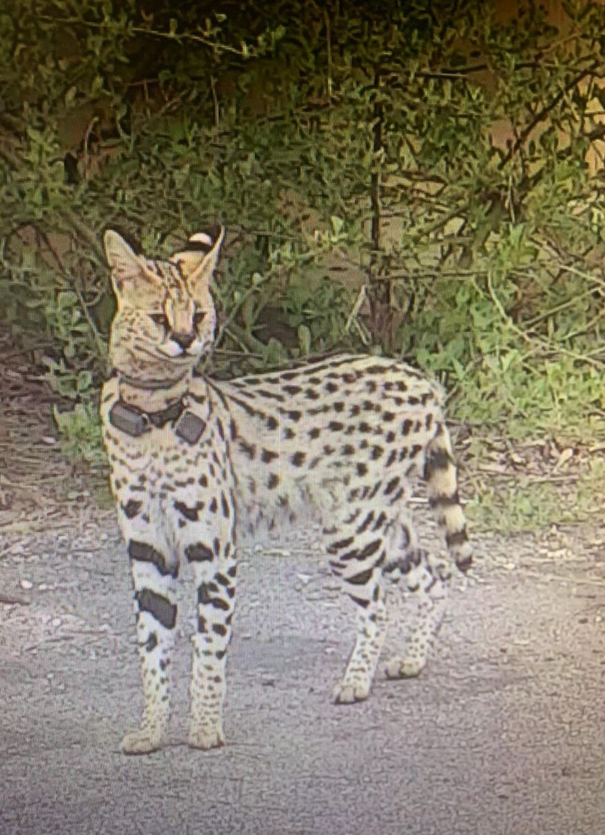 FILE - This photo provided by the city of Virginia Beach shows a missing exotic cat. Rocky, the exotic African cat that escaped from its owner’s house has been spotted again in Virginia, this time more than 150 miles (240 kilometers) from its North Carolina home. The cat’s owner previously told news outlets his pet escaped from his coastal North Carolina home in October 2018. Since then, Rocky has been on the move and evading capture, spotted in cities across Virginia, first, in a state park in April, later in rural Chesapeake and just this week of June 17, 2019 near Suffolk.(City of Virginia Beach via AP)
