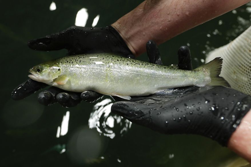 Peter Bowyer, the facility manager at AquaBounty Technologies, holds one of the last batch of conventional Atlantic salmon raised at the commercial fish farm in Albany, Ind., Wednesday, June 19, 2019. AquaBounty will be producing the first genetically modified animals approved for human food in the U.S. and one way companies are pushing to transform plants and animals, as consumer advocacy groups call for greater caution. (AP Photo/Michael Conroy)