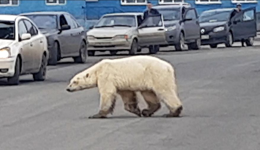 This image taken from video released by @putoranatour/Oleg Krashevsky on Monday, June 17, 2019, shows a polar bear crossing a road in Norilsk, Russia. An emaciated polar bear has been sighted in a Russian industrial city in Siberia, far south of its normal hunting grounds. (Oleg Krashevsky@putoranatour via AP)