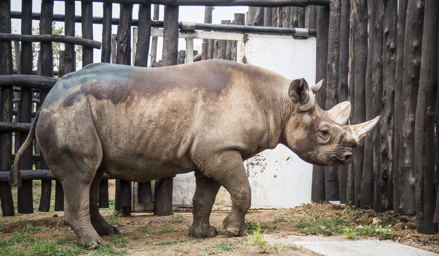 In this photo released by African Parks, a critically endangered eastern black rhino walks around its boma, or enclosure, just after being offloaded from a truck in Akagera national park, Rwanda Monday, June 24, 2019. Two male and three female rhinos, from wildlife parks in three European countries, were transported to the park with the aim of increasing the genetic diversity of the park's rhino population and aiding efforts to restore the critically endangered subspecies in Rwanda and the region, said park officials. (Scott Ramsay/African Parks via AP) MANDATORY CREDIT