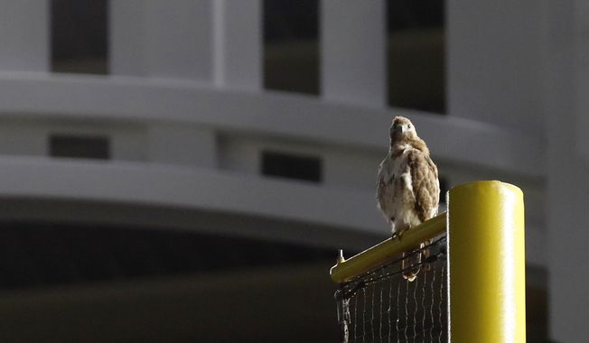 A red-tailed Hawk sits atop the right field foul pole at Yankee Stadium during a baseball game between the New York Yankees and the Toronto Blue Jays, Tuesday, June 25, 2019, in New York. The red-tailed hawk has become a sensation in the Bronx, showing up in the last week or so and picking out perches all over the ballpark. (AP Photo/Kathy Willens)