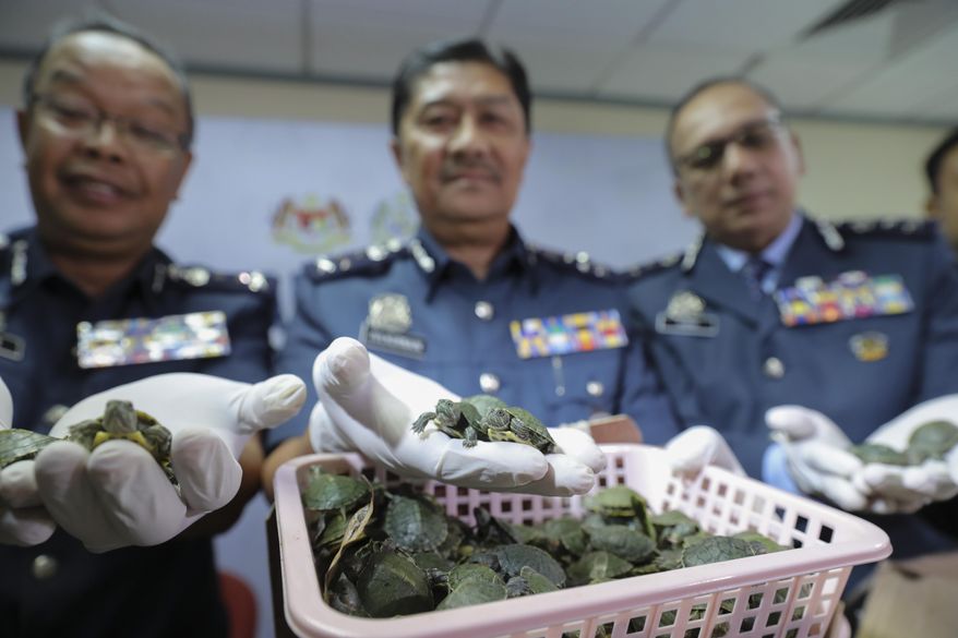 Customs officials display seized turtles at the customs office Wednesday, June 26, 2019, in Sepang, Malaysia. Two Indian citizens were arrested due to smuggling attempt into the country on a flight from Guangzhou, China with thirty-two small boxes packed with 5,225 red-eared slider turtles. (AP Photo/Vincent Thian)