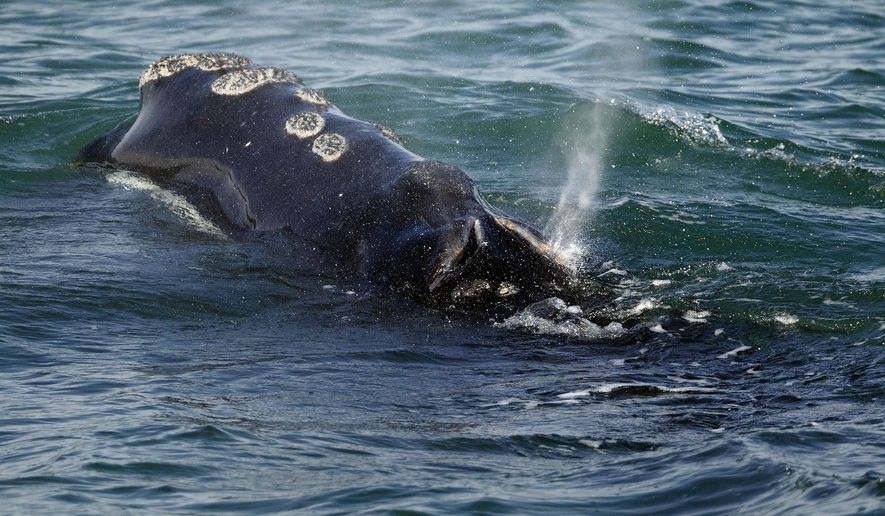 FILE - In this March 28, 2018 file photo, a North Atlantic right whale feeds on the surface of Cape Cod bay off the coast of Plymouth, Mass. On Thursday, June 27, 2019, Maine lobstermen are scheduled to have their final meeting with state officials about new protections for right whales. (AP Photo/Michael Dwyer, File)
