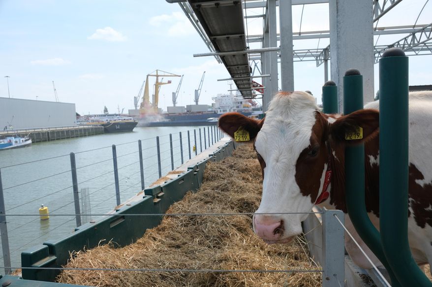 In this photo taken Monday, June 24, 2019, one of the inhabitants of a futuristic three-storey floating dairy farm moored in Rotterdam harbour, Netherlands. The floating farm has one robot that milks the cows, another that automatically scoops up the manure, and a roof designed to collect rain water, making it a sustainable inner-city producer of dairy foods aimed at feeding the increasing populations within world cities according to the small holding farmer Peter van Wingerden.(AP Photo/Mike Corder)
