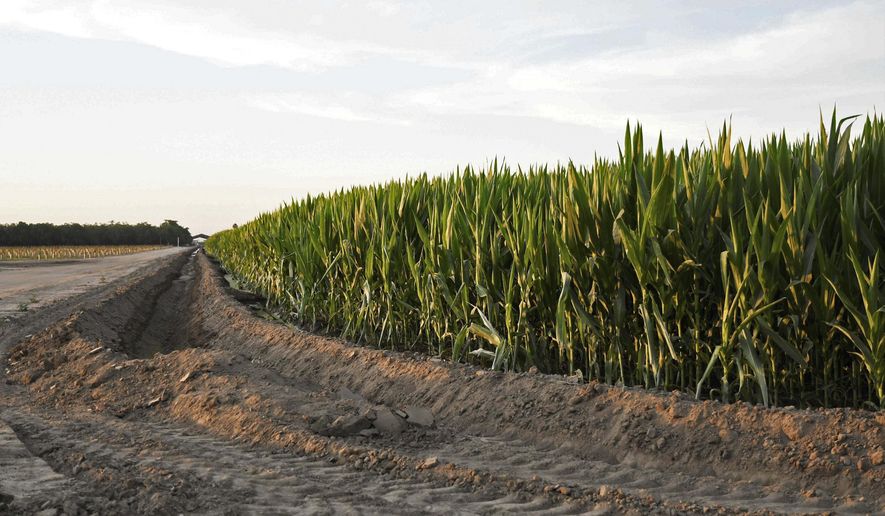 This photo taken Saturday, June 29, 2019, shows an area where Tulare County detectives are investigating a homicide that happened in Porterville, Calif. A woman who was prosecuted in Montana for attempting to drown her 10-month-old son in 2008 has been arrested in California for killing her 12-year-old son and seriously injuring her 7-year-old son. The Tulare County Sheriff's office says someone called 911 Saturday to report that 45-year-old Sherri Telnas was acting strangely and had taken her sons to a corn field across the street from their rural home in Porterville. Deputies found them unresponsive in an irrigation ditch. They were rushed to a hospital where the older boy died from his injuries. The younger one was listed in critical condition. (Sheyanne Romero/Visalia Times-Delta via AP)