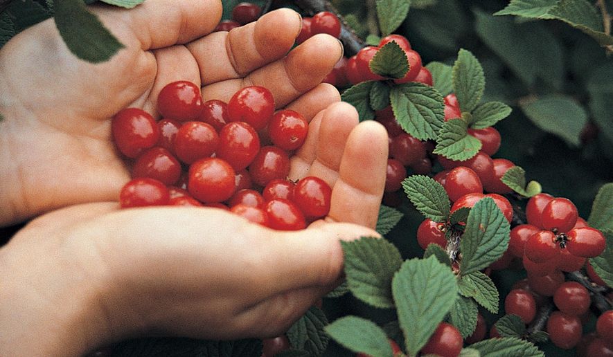 This undated photo shows Nanking cherries in New Paltz, N.Y. Nanking cherries are borne on large bushes that usually bear enough sweet-tart cherries to thoroughly clothe the stems. (Lee Reich via AP)