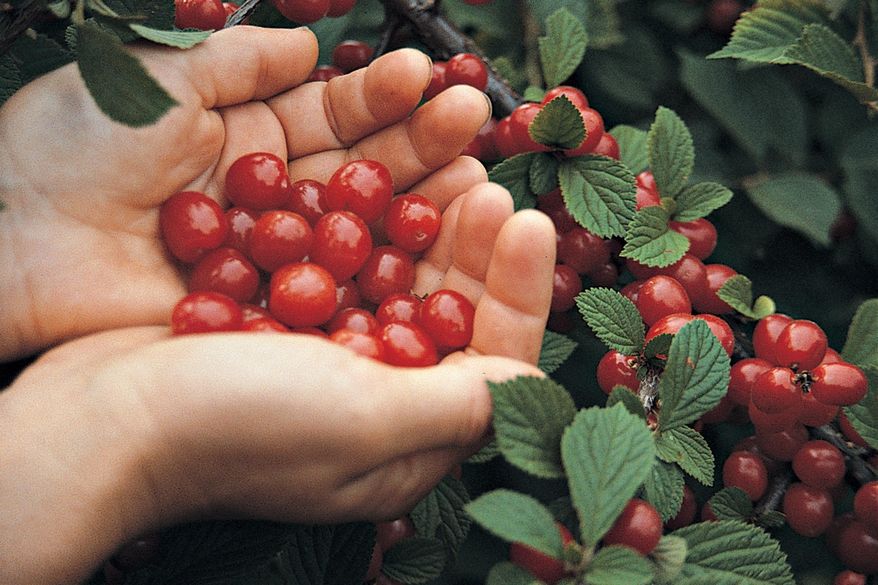 This undated photo shows Nanking cherries in New Paltz, N.Y. Nanking cherries are borne on large bushes that usually bear enough sweet-tart cherries to thoroughly clothe the stems. (Lee Reich via AP)