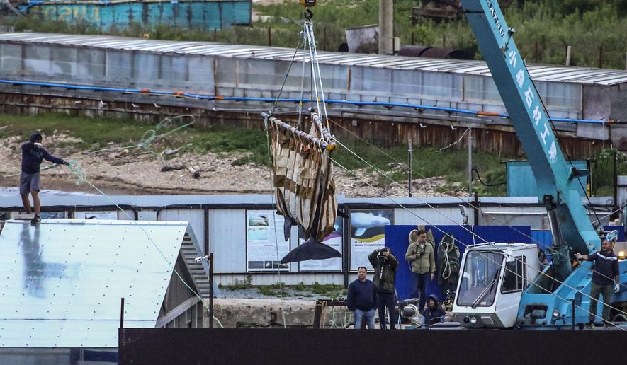 FILE - In this Thursday, June 20, 2019 file photo, workers move a whale by a crane in Srednyaya Bay, out of Vladivostok, Russia. Russian officials say a plan to put nearly 100 illegally captured whales back in open water has been successful so far, but environmentalists said Thursday July 4, 2019, it was poorly planned. (AP Photo/Alyona Stepanova, File)