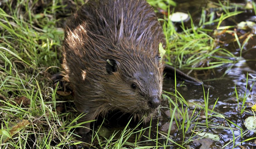 FILE - In this Sept. 12, 2014, photo, a tagged young beaver explores water hole near Ellensburg, Wash., after he and his family were relocated by a team from the Mid-Columbia Fisheries Enhancement Group. Environmental advocates in New Mexico are pushing for the state to change its policies around beavers, the pesky animals they say provide ecological benefits for river and stream. The Santa Fe New Mexican reports on June 29, 2019, WildEarth Guardians and other groups want New Mexico wildlife officials to rethink how it manages beaver populations, including policy revisions on beaver removal and relocation. (AP Photo/Manuel Valdes, File)