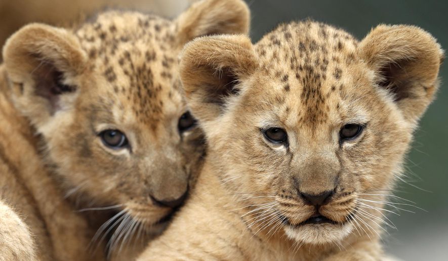 Two Barbary lion cubs rest in their enclosure at the zoo in Dvur Kralove, Czech Republic, Monday, July 8, 2019. Two Barbary lion cubs have been born in a Czech zoo, a welcome addition to a small surviving population of a rare majestic lion subspecies that has been extinct in the wild. A male and a female that have yet to be named were born on May 10 in the Dvur Kralove safari park. (AP Photo/Petr David Josek)