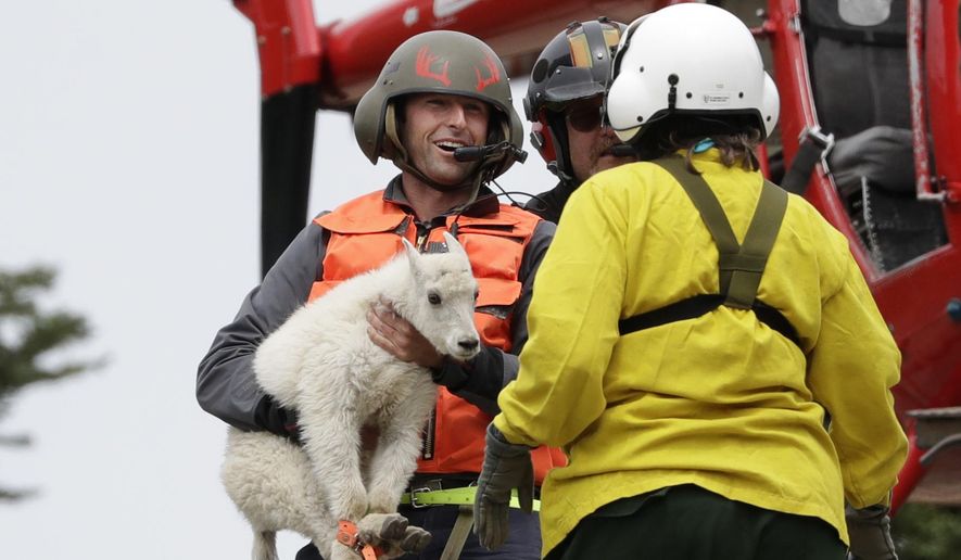 Derrick Halsey, a wildlife capture specialist known as a "mugger," hands off a kid mountain goat to Olympic National Park Wildlife Branch Chief Patti Happe Tuesday, July 9, 2019, after airlifting the goat and two others to Hurricane Ridge in the park near Port Angeles, Wash. For the second straight summer, mountain goats are flying in Olympic National Park. Officials this week began rounding up the sure-footed but nonnative mammals from remote, rugged parts of the park so they can be relocated into the Cascade Mountains, where they do belong. (AP Photo/Elaine Thompson)