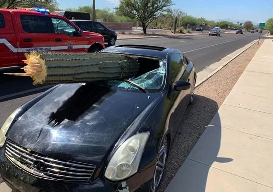 This photo provided by the Northwest Fire District shows where a driver escaped injury when his car's windshield was pierced by the trunk of a saguaro cactus during a wreck Wednesday, July 10, 2019 on the outskirts of Tucson, Ariz. Pima County sheriff's Deputy Daniel Jelineo said the black sports car struck the cactus while crossing a median before ending up on the other side of a road and that the cactus ended up slamming into the car's windshield. (Northwest Fire District via AP)
