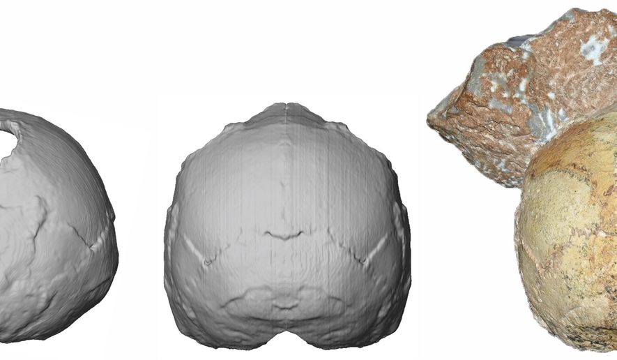 This image provided by the University of Tuebingen in Germany shows the Apidima 1 partial cranium fossil, right, with a piece of rock still attached, and its digital reconstruction from a posterior view, middle, and a side view, left. The rounded shape of the Apidima 1 cranium is a unique feature of modern humans and contrasts sharply with Neanderthals and their ancestors. (Katerina Harvati/University of Tuebingen via AP)