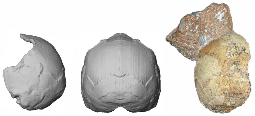 This image provided by the University of Tuebingen in Germany shows the Apidima 1 partial cranium fossil, right, with a piece of rock still attached, and its digital reconstruction from a posterior view, middle, and a side view, left. The rounded shape of the Apidima 1 cranium is a unique feature of modern humans and contrasts sharply with Neanderthals and their ancestors. (Katerina Harvati/University of Tuebingen via AP)