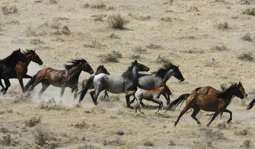 FILE - This July 25, 2007 file photo, shows wild horses being herded by the Bureau of Land Management in a field, at the Black Mountain and Hardtrigger Herd Management Areas in the Owyhee Mountains southeast of Marsing, Idaho. The Trump administration will not pursue lethal measures such as euthanasia or selling horses for slaughter to deal with what officials say is an ecological and fiscal crisis caused by too many wild horses on rangelands in the U.S. West. U.S. Bureau of Land Management Acting Director Casey Hammond told the Wild Horse and Burro Advisory Board on Thursday, July 11, 2019, that those options are not on the table. (Darin Oswald/Idaho Statesman via AP, File)