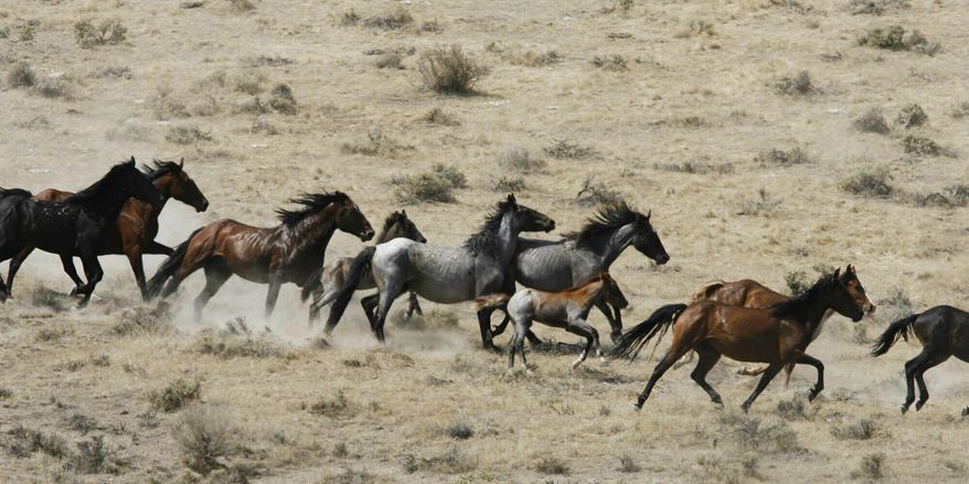 FILE - This July 25, 2007 file photo, shows wild horses being herded by the Bureau of Land Management in a field, at the Black Mountain and Hardtrigger Herd Management Areas in the Owyhee Mountains southeast of Marsing, Idaho. The Trump administration will not pursue lethal measures such as euthanasia or selling horses for slaughter to deal with what officials say is an ecological and fiscal crisis caused by too many wild horses on rangelands in the U.S. West. U.S. Bureau of Land Management Acting Director Casey Hammond told the Wild Horse and Burro Advisory Board on Thursday, July 11, 2019, that those options are not on the table. (Darin Oswald/Idaho Statesman via AP, File)