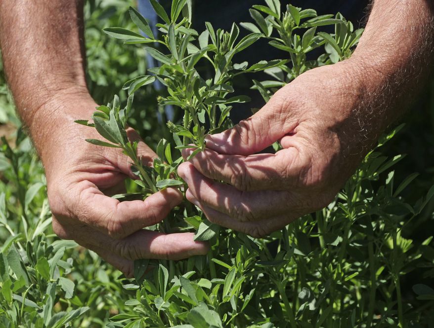 In this Wednesday, June 26, 2019, photo, Russell Jones looks at his alfalfa as he walks in his field, in Nephi, Utah. The Joneses are fourth-generation farmers, members of The Church of Jesus Christ of Latter-day Saints, and among 81 applicants vying for one of a handful of coveted spots as state-licensed medical growers in conservative Utah. (AP Photo/Rick Bowmer)